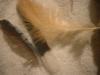 <img100*0:stuff/z/169023/Feathers%252083/i1259866255_16.jpg>