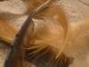 <img100*0:stuff/z/169023/Feathers%252083/i1259866255_17.jpg>