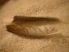 <img100*0:stuff/z/169023/Feathers%252083/i1259866255_3.jpg>