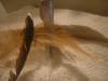 <img100*0:stuff/z/169023/Feathers%252083/i1259866255_4.jpg>