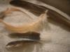 <img100*0:stuff/z/169023/Feathers%252083/i1259866255_5.jpg>
