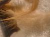 <img100*0:stuff/z/169023/Feathers%252083/i1259866255_7.jpg>
