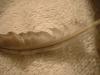 <img100*0:stuff/z/169023/Feathers%252083/i1259866256_18.jpg>