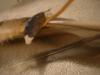 <img100*0:stuff/z/169023/Feathers%252083/i1259866256_20.jpg>
