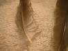 <img100*0:stuff/z/169023/Feathers%252083/i1259866256_23.jpg>