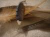 <img100*0:stuff/z/169023/Feathers%252083/i1259866256_25.jpg>