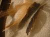<img100*0:stuff/z/169023/Feathers%252083/i1259866256_26.jpg>