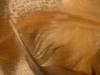 <img100*0:stuff/z/169023/Feathers%252083/i1259866256_27.jpg>