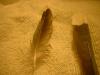 <img100*0:stuff/z/169023/Feathers%252083/i1259866256_28.jpg>