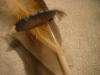 <img100*0:stuff/z/169023/Feathers%252083/i1259866256_30.jpg>
