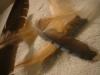 <img100*0:stuff/z/169023/Feathers%252083/i1259866256_31.jpg>