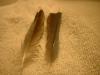 <img100*0:stuff/z/169023/Feathers%252083/i1259866256_33.jpg>