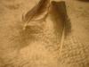 <img100*0:stuff/z/169023/Feathers%252083/i1259866256_34.jpg>