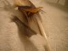 <img100*0:stuff/z/169023/Feathers%252083/i1259866256_35.jpg>