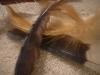 <img100*0:stuff/z/169023/Feathers%252083/i1259866256_36.jpg>