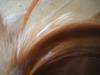 <img100*0:stuff/z/169023/Feathers/i1258922979_1.jpg>