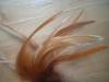 <img100*0:stuff/z/169023/Feathers/i1258922979_2.jpg>
