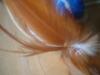 <img100*0:stuff/z/169023/Feathers/i1258922979_3.jpg>