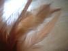 <img100*0:stuff/z/169023/Feathers/i1258922980_10.jpg>