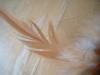 <img100*0:stuff/z/169023/Feathers/i1258922980_11.jpg>