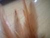 <img100*0:stuff/z/169023/Feathers/i1258922980_12.jpg>