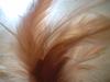 <img100*0:stuff/z/169023/Feathers/i1258922980_13.jpg>