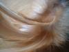 <img100*0:stuff/z/169023/Feathers/i1258922980_14.jpg>