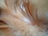 <img100*0:stuff/z/169023/Feathers/i1258922980_15.jpg>