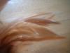 <img100*0:stuff/z/169023/Feathers/i1258922980_16.jpg>