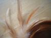 <img100*0:stuff/z/169023/Feathers/i1258922980_6.jpg>