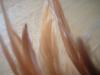 <img100*0:stuff/z/169023/Feathers/i1258922980_8.jpg>