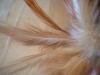 <img100*0:stuff/z/169023/Feathers/i1258922981_17.jpg>