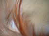 <img100*0:stuff/z/169023/Feathers/i1258922981_18.jpg>