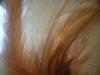 <img100*0:stuff/z/169023/Feathers/i1258922981_19.jpg>