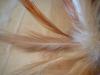 <img100*0:stuff/z/169023/Feathers/i1258922981_20.jpg>