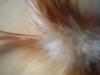 <img100*0:stuff/z/169023/Feathers/i1258922981_21.jpg>