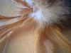 <img100*0:stuff/z/169023/Feathers/i1258922981_22.jpg>