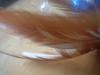 <img100*0:stuff/z/169023/Feathers/i1258922981_24.jpg>