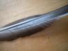 <img100*0:stuff/z/169023/Feathers41/i1258577971_1.jpg>