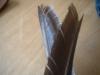 <img100*0:stuff/z/169023/Feathers41/i1258577972_13.jpg>