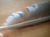 <img100*0:stuff/z/169023/Feathers41/i1258577975_38.jpg>