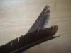 <img100*0:stuff/z/169023/Feathers41/i1258577975_41.jpg>