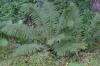 <img100*0:stuff/z/169023/Ferns.2/i1278793935_1.jpg>