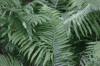 <img100*0:stuff/z/169023/Ferns.2/i1278793935_10.jpg>