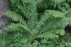 <img100*0:stuff/z/169023/Ferns.2/i1278793935_11.jpg>