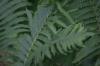 <img100*0:stuff/z/169023/Ferns.2/i1278793935_12.jpg>