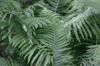 <img100*0:stuff/z/169023/Ferns.2/i1278793935_13.jpg>
