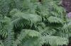 <img100*0:stuff/z/169023/Ferns.2/i1278793935_14.jpg>