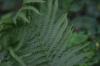 <img100*0:stuff/z/169023/Ferns.2/i1278793935_15.jpg>