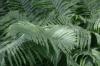 <img100*0:stuff/z/169023/Ferns.2/i1278793935_16.jpg>